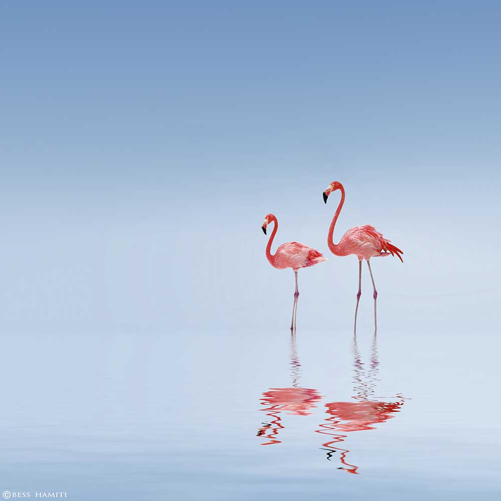 Flamingo from Bess Hamiti