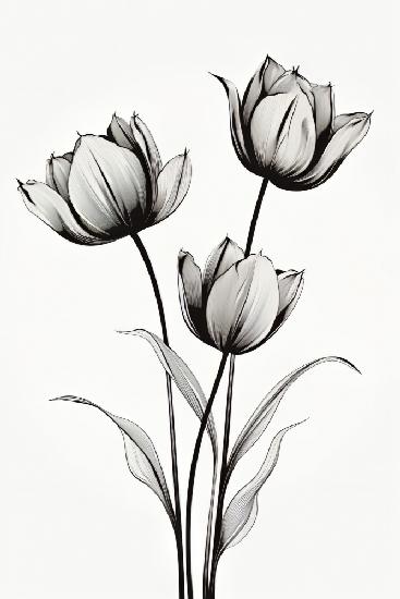 Schwarze Tulpen