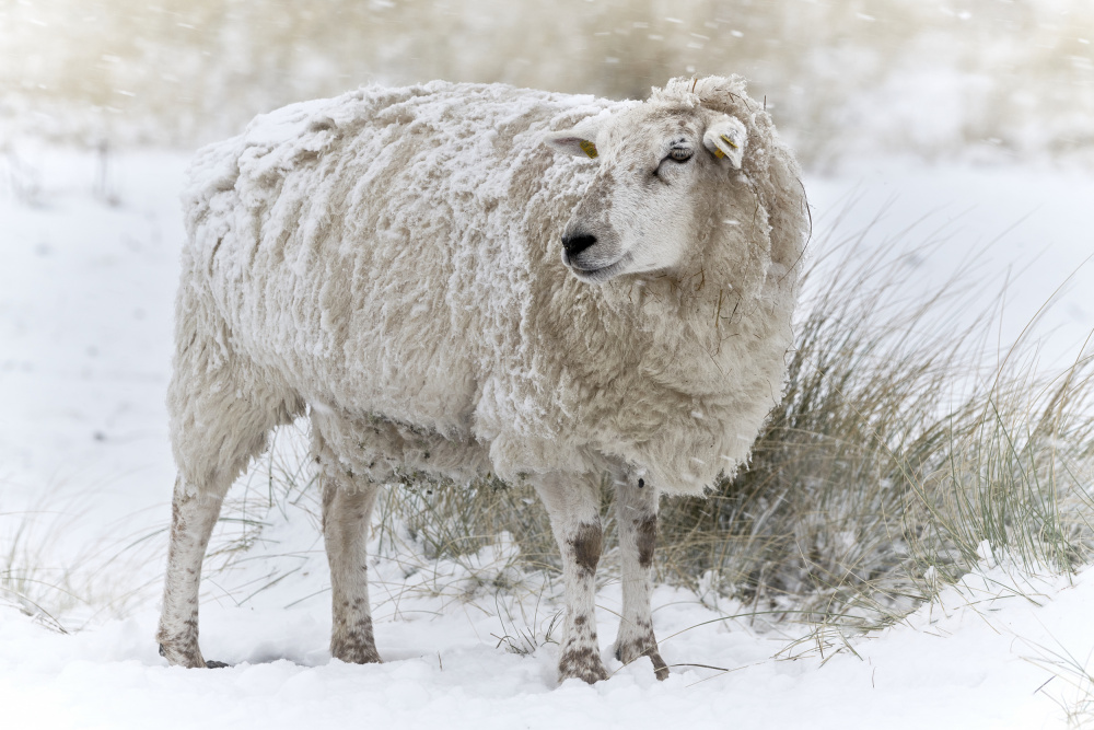Schafe in verschneiten Dünen from Bodo Balzer