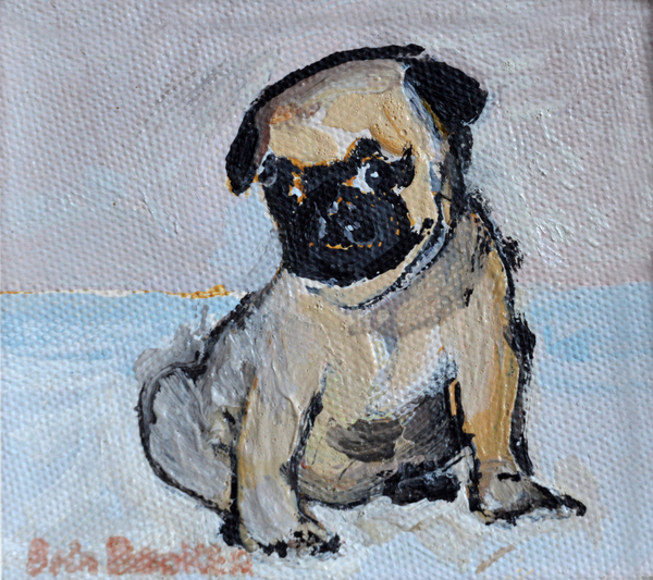 Vincent, the pug puppy from Brenda Brin  Booker