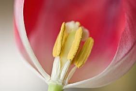 Tulpe