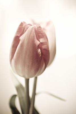 Tulip from Brigitte Götz
