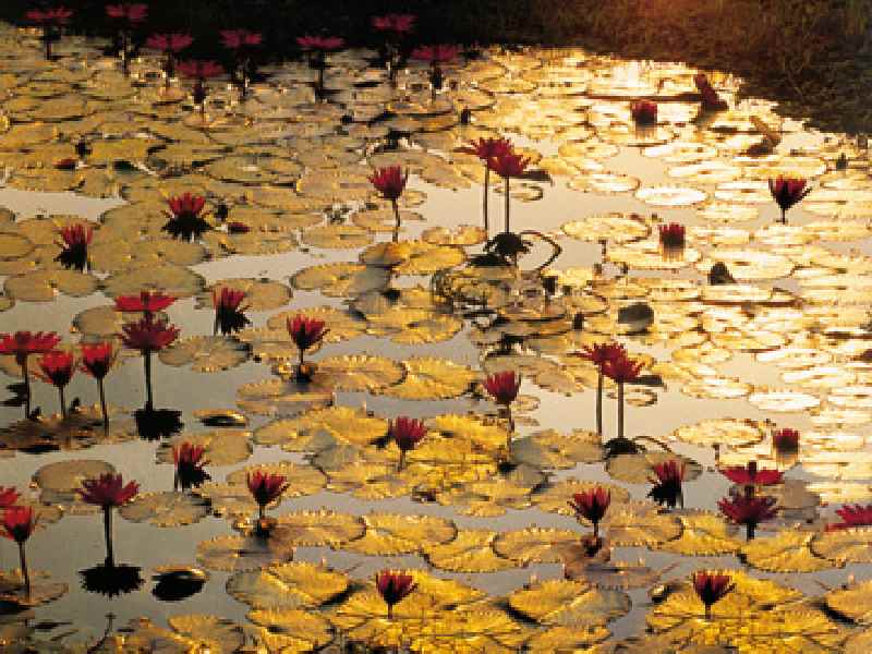Lotus Pond from Bruno Baumann