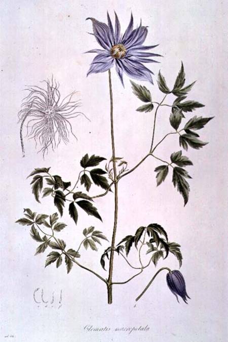 Clematis macropetala from "Icones Plantarum Floram Rossicam" 1829 from C. F. Ledebour