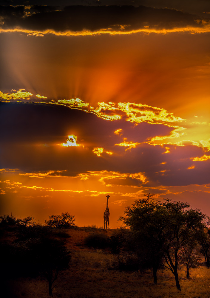 Giraffe und ein nach oben gerichteter Sonnenuntergang from C. Ray Roth