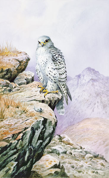 Gyrfalcon  from Carl  Donner