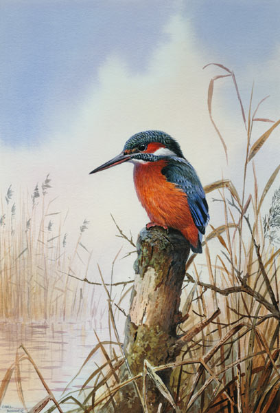 Kingfisher  from Carl  Donner