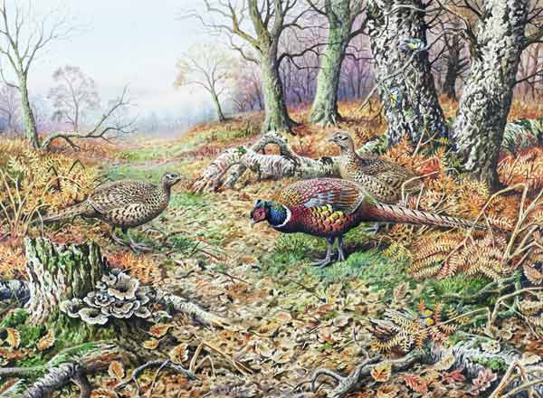 Pheasants with Blue Tits  from Carl  Donner