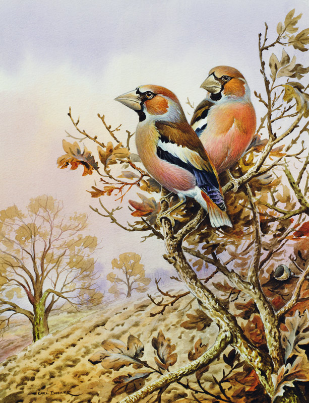 Pair of Chaffinches  from Carl  Donner