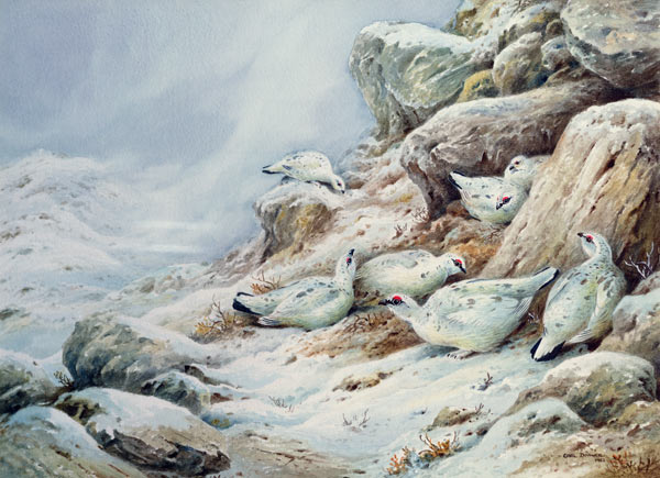 Ptarmigan in snow covered landscape  from Carl  Donner