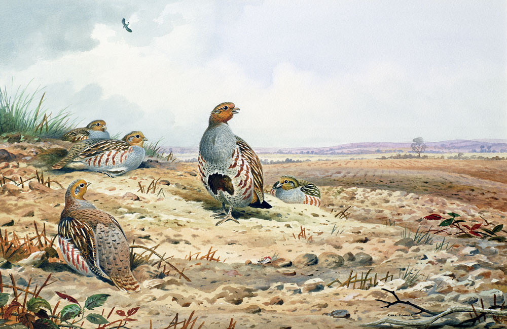 Red-Legged Partridge  from Carl  Donner