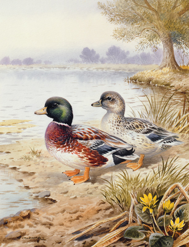 Silver Call Ducks  from Carl  Donner