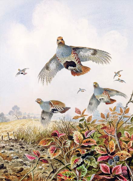 Flushed Partridges  from Carl  Donner