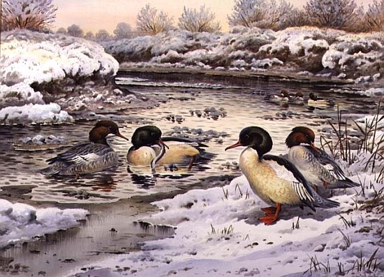 Goosanders  from Carl  Donner