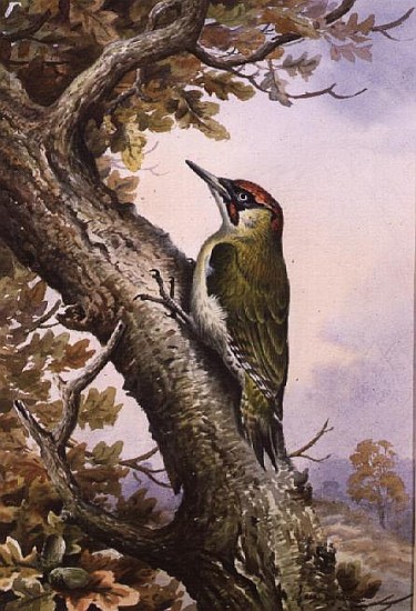 Green Woodpecker (w/c)  from Carl  Donner