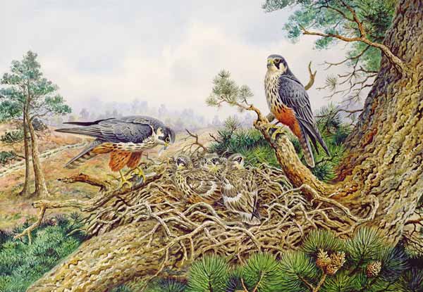 Hobbys at their Nest  from Carl  Donner