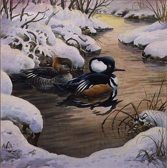 Hooded Mergansers on a Pool  from Carl  Donner