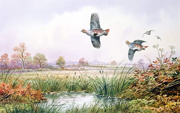 Partridge in Flight  from Carl  Donner