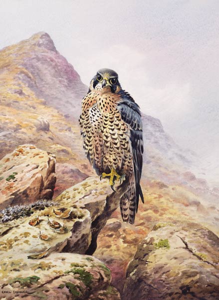 Peregrine Falcon  from Carl  Donner