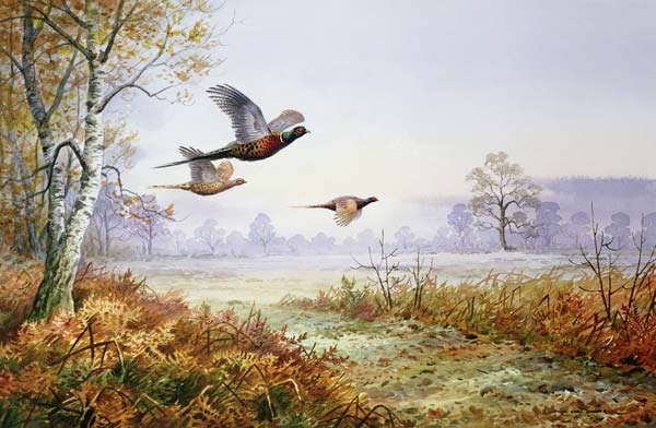 Pheasants in Flight (w/c)  from Carl  Donner