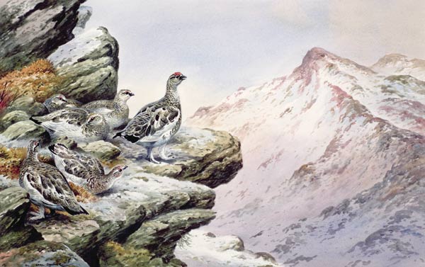 Ptarmigan on the High Tops  from Carl  Donner