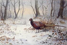 Pheasants in Snow (w/c) 