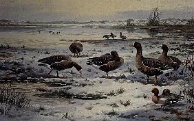 White Fronted Geese (w/c) 