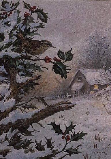 Wren in Hollybush by a cottage  from Carl  Donner