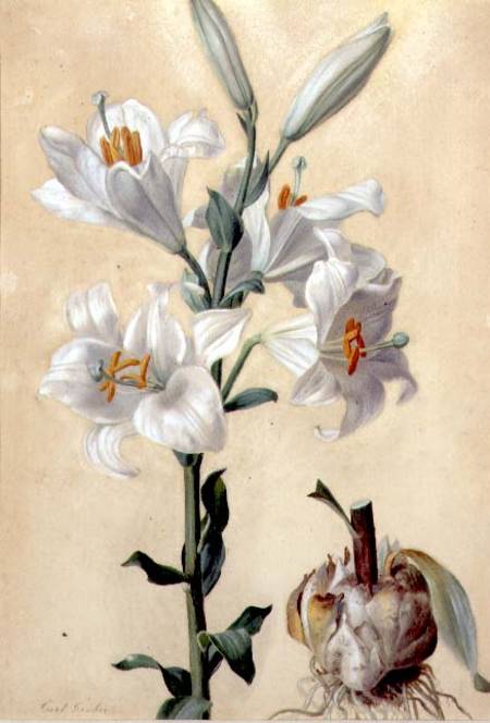White Lily (Amaryllis Candidum) (gouache) from Carl Franz Gruber