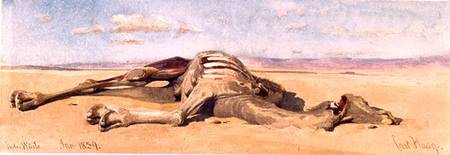 A Dead Camel from Carl Haag