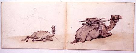 Two sketches of dromedaries from Carl Haag