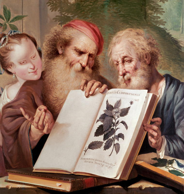 Illustration from Hortus Cliffortianus from Carl  Linnaeus