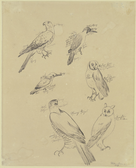 Sechs Vogelstudien from Carl Philipp Fohr