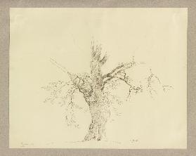 Alter Baum bei Braunfels