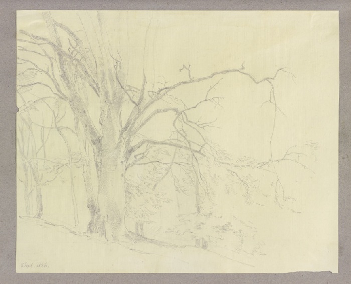 Alter kahler Baum in einem Wald from Carl Theodor Reiffenstein