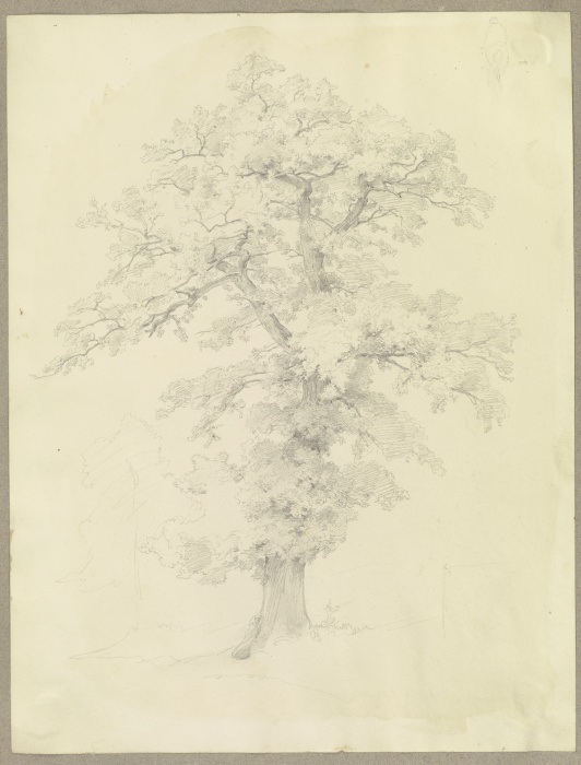 Baum from Carl Theodor Reiffenstein