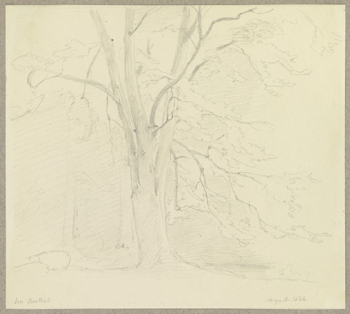 Baum im Ilsetal im Harz from Carl Theodor Reiffenstein