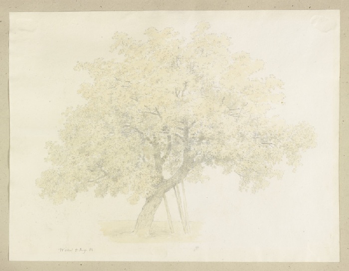 Baum mit abgestütztem Hauptast from Carl Theodor Reiffenstein