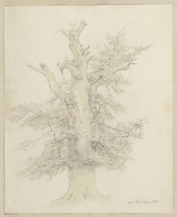 Baum mit mächtigem Stamm from Carl Theodor Reiffenstein