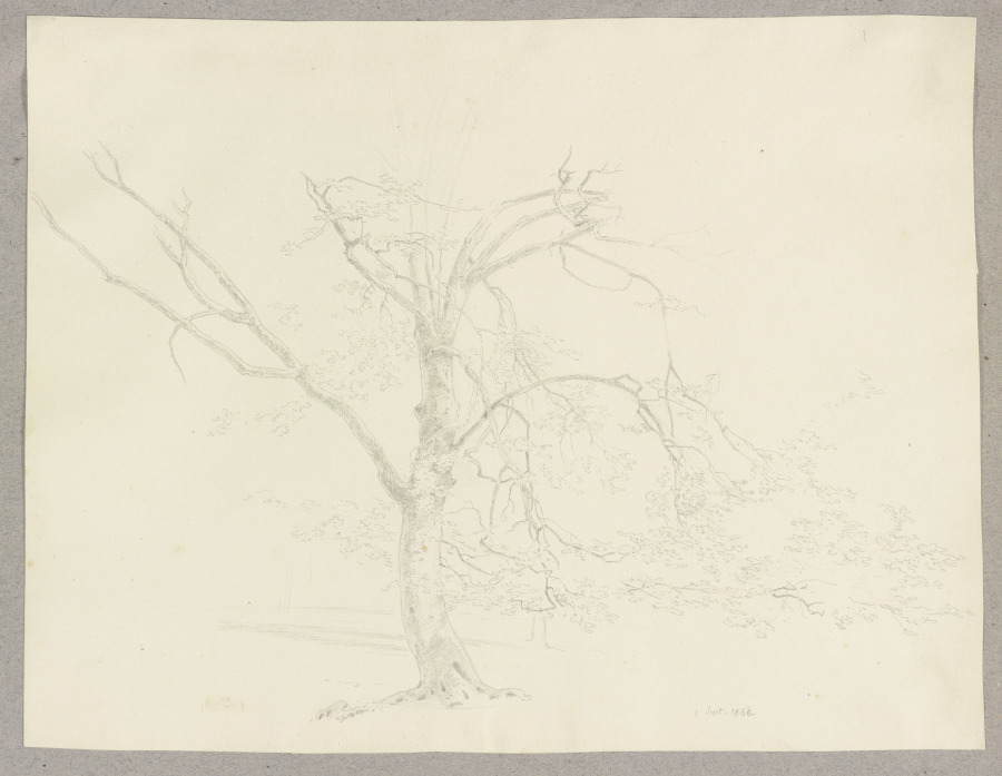 Ein Baum from Carl Theodor Reiffenstein
