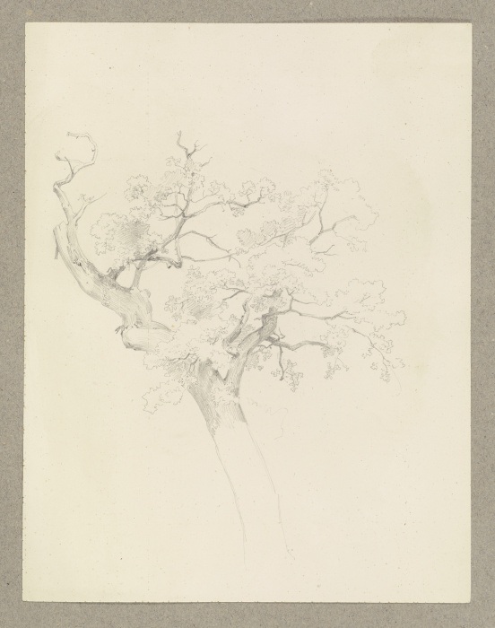 Ein Baum from Carl Theodor Reiffenstein