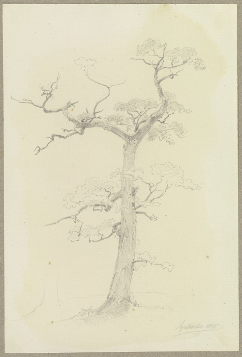 Ein großenteils abgestorbener Baum from Carl Theodor Reiffenstein