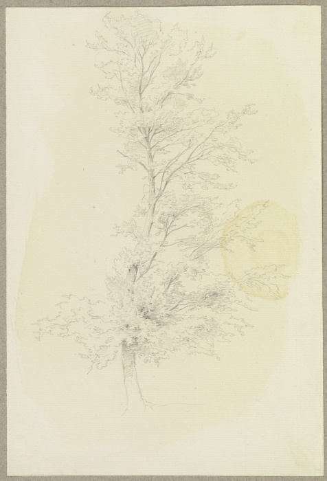 In einer S-Linie gewachsener Baum from Carl Theodor Reiffenstein
