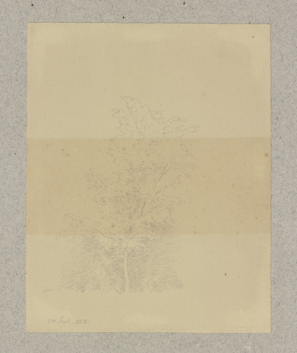 Junger Baum from Carl Theodor Reiffenstein