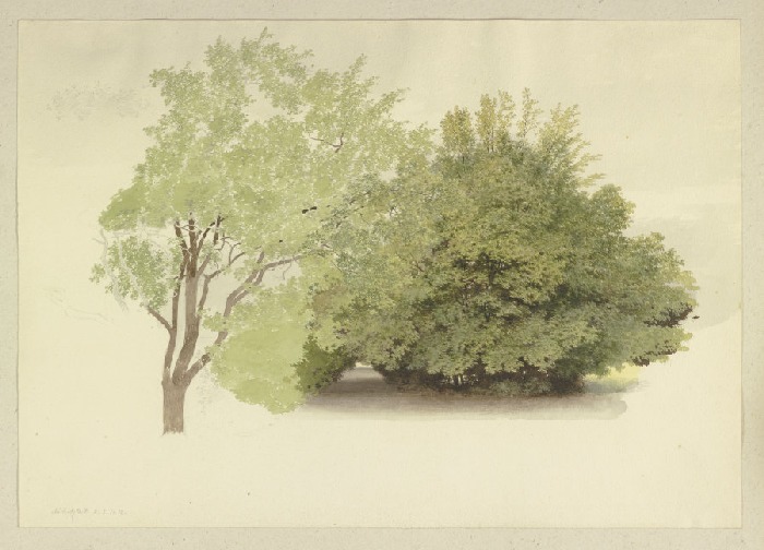 Links ein Baum, rechts hohes Gehölz from Carl Theodor Reiffenstein