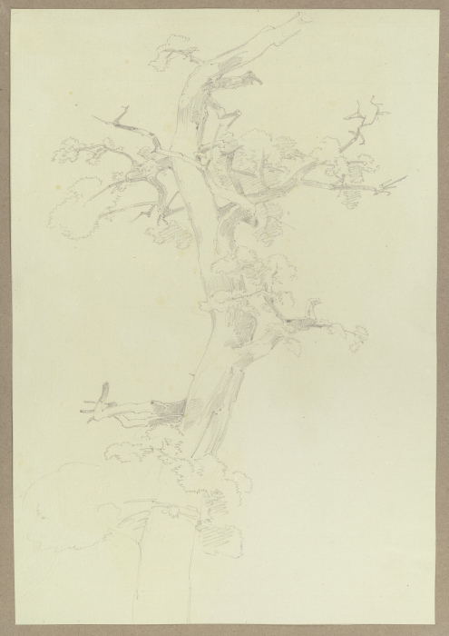 Spärlich belaubter Baum from Carl Theodor Reiffenstein