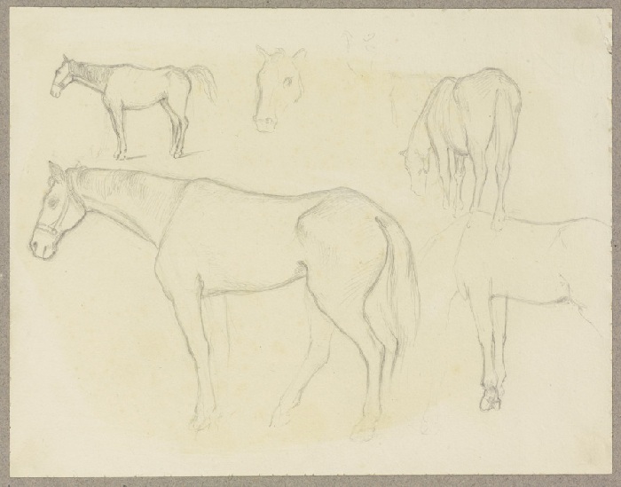 Studienblatt: Pferde from Carl Theodor Reiffenstein