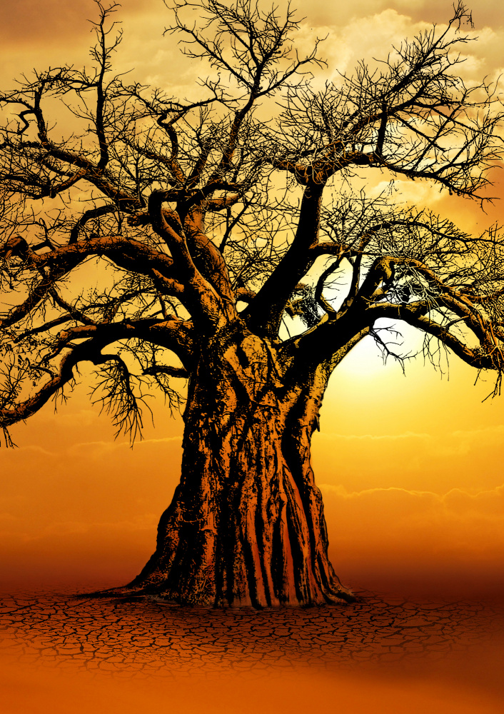 Afrikanischer Baobab-Baum bei Sonnenuntergang from Carlo Kaminski