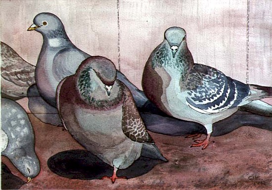 Pigeons (w/c on paper)  from Carolyn  Hubbard-Ford