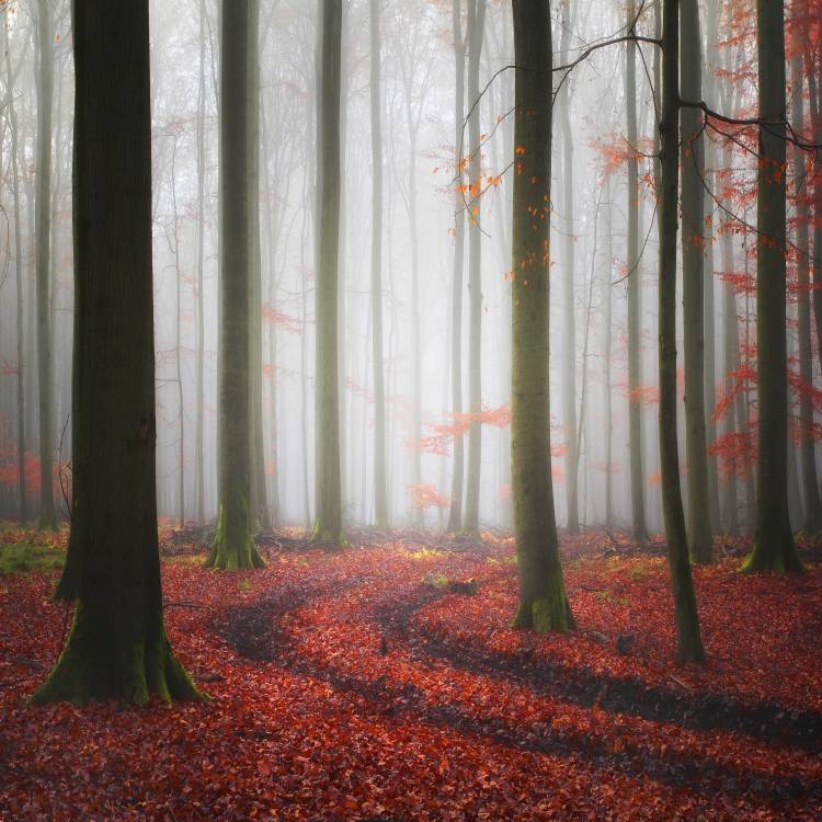 Autumnal Tracks from Carsten Meyerdierks